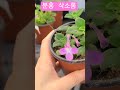 #은혜화훼판매장 #분홍 삭소롬