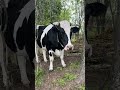 Бык Бала завхоз. #bull #бык