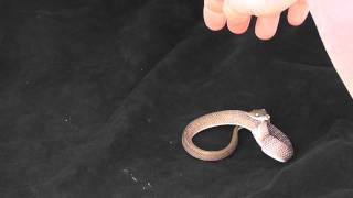 Snake Attacks Hand