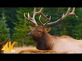Wild animals of canada in 4k u part 1  beautiful deer and elks  best of wild canada