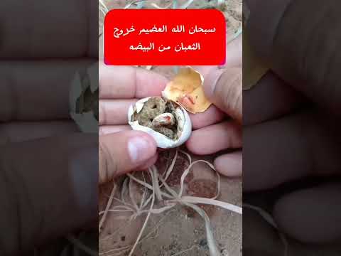 شاهدخروج الثعبان من البيضه