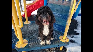 Raven | 1.5YO Portuguese Water Dog | Nebraska Dog Trainers Omaha/Lincoln, NE
