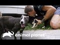 ¡Mamá desnutrida encuentra a sus cachorros! | Pit bulls y convictos | Animal Planet