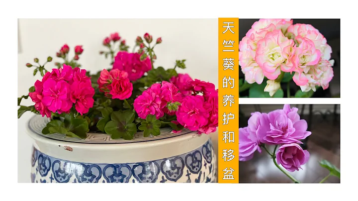 天竺葵的小苗养护和移盆定植，养护的技巧和移盆的注意事项都掌握了，静等爆盆吧 how to take care and transplant geranium - 天天要闻