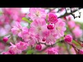 [新曲]   花海棠(はなかいどう)/ 青木美保  cover Keizo