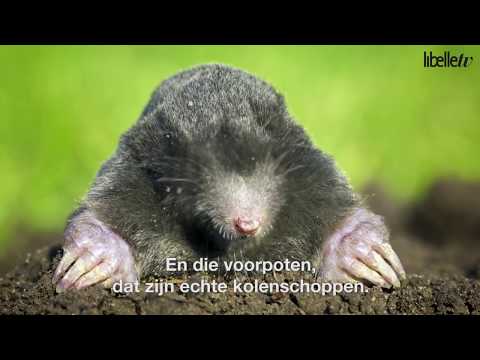 Video: Wat is molshoopgrond?