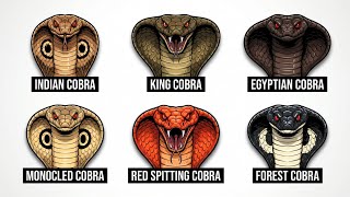 Every SPECIES Of COBRA Explained In 6 Minutes 
