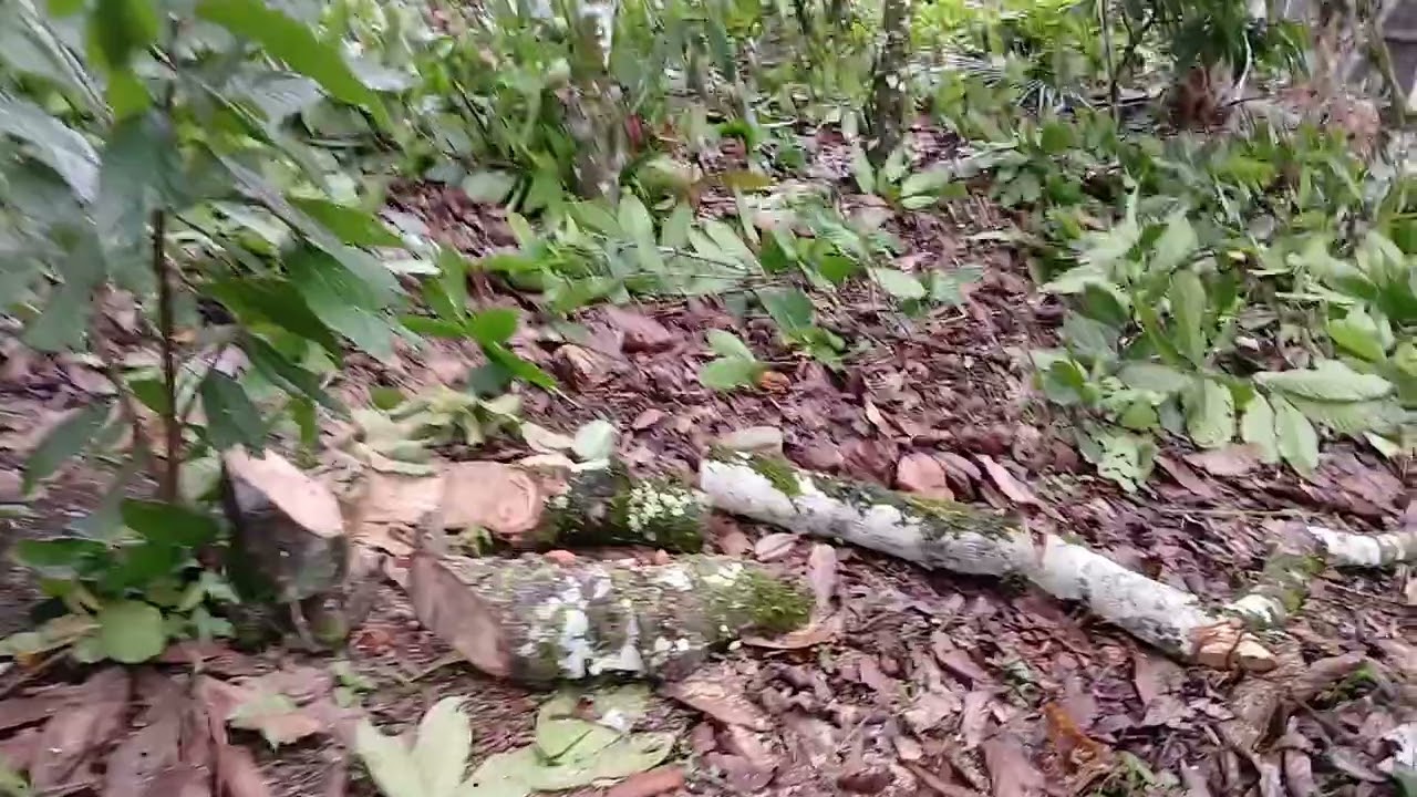 Implantação de área  nova.