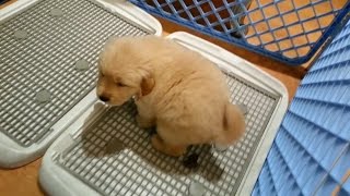 訓練金毛小多多去便便 Golden Retriever Puppy toilet training