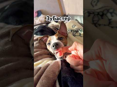 ЗуБастер #собака #джекрасселтерьер