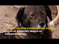 Capacitación Conductual para Perros en Adopción: Mejora su Actitud - TvAgro por Juan Gonzalo Angel
