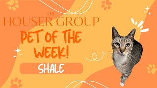 Pet of the Week: SHALE! What do you know about FIV+ cats???