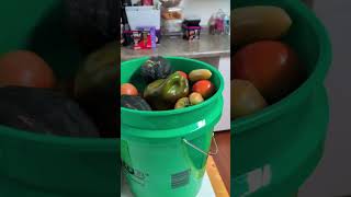 ANG DAMING BUNGA KAYA TIME TO HARVEST NA/FILIPINA FIRST HARVEST SA USA#viralshortsvideo#harvest#fyp 