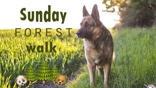 Sunday forest walk / German shepherd Denis ♥ by Dogs Vlogs 1,831 views 7 years ago 1 minute, 40 seconds