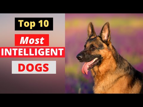 Most Intelligent Dog Breeds in the world