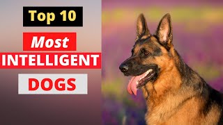 Most Intelligent Dog Breeds in the world