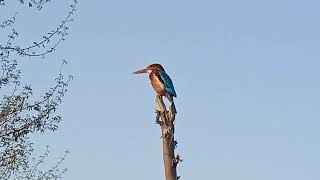 how to Kingfisher Chicks Hatch & Dad Eager to Feed | 4K | Discover Wildlife