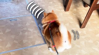 小ネズミに威圧されプリケツでもじもじひっこんでいく柴犬