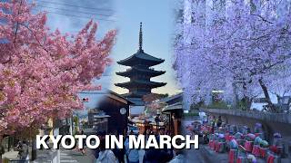 How Kyoto Transforms During Cherry Blossom Season! 🌸