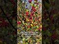Rhamnus Alaternus Or Italian Buckthorns Nature Plant Australia Invasiveplants Shorts Rhamnus Alaternus Or Italian Buckthorns Nature Plant Australia Invasiveplants Shorts