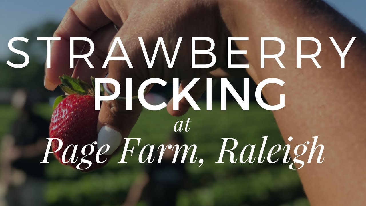 Strawberry Picking at Page Farms Raleigh YouTube