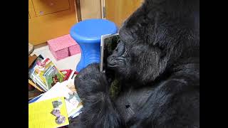 Koko Comments On Her Gorillas Book