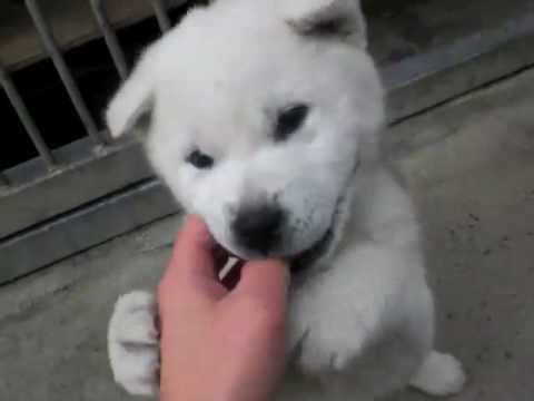 紀州犬子犬 のびちゃん Youtube