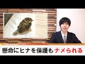 助けた小鳥にナメられる、懸命の保護活動虚しく【どうでもいい日常のニュース】