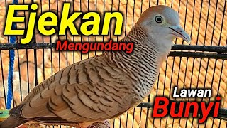 Perkutut lokal gacor suara besar  - KUNG