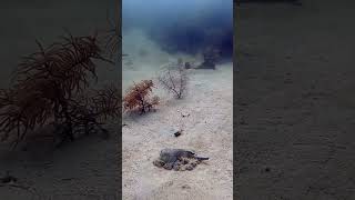 Perilaku Unik Ikan Stargazer