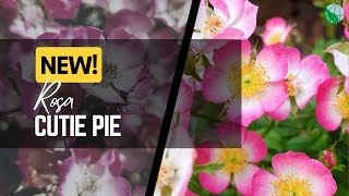 Our Newest Introduction Rosa Cutie Pie