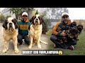 Biggest dog farm in haryanaindia