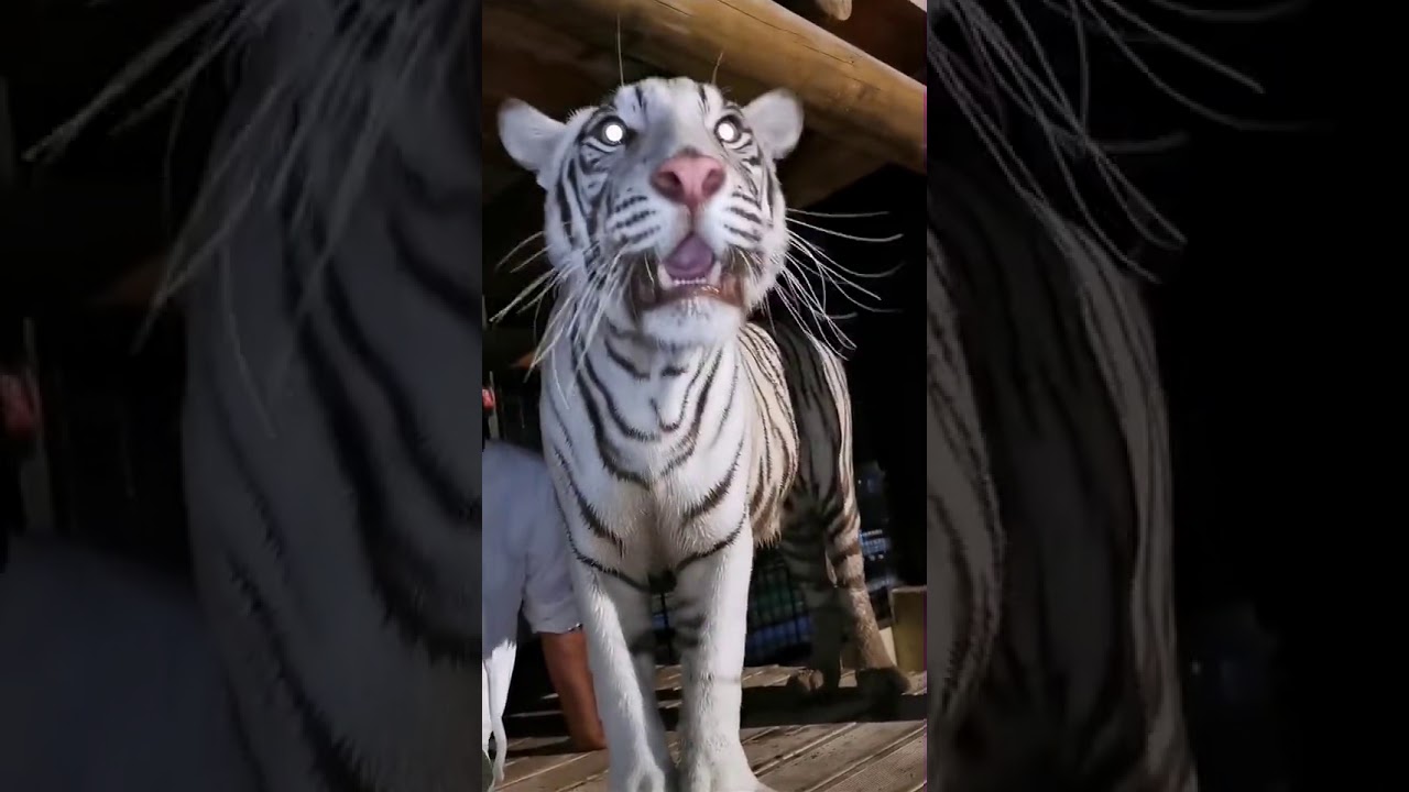 Sheikh with tigers in dubai status YouTube