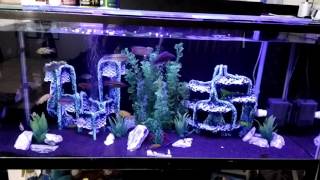 75 gallon malawi tank by mungx 1,394 views 7 years ago 2 minutes, 48 seconds