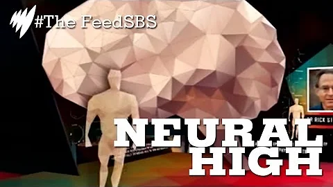 Do animals have DMT in their brains?