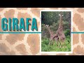 Viața Ascunsa A Girafei