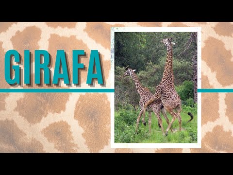 Video: Câte vertebre de gât are o girafă? Răspunsul este aici