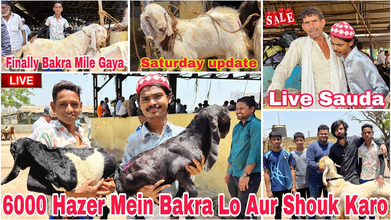 Deonar Bakra Mandi 2024 | Saturday Live Mandi Update | Finally BAKRA MILE GAYA SASTA MEIN 4 May 2024