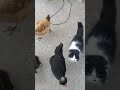 обычное утро в деревне