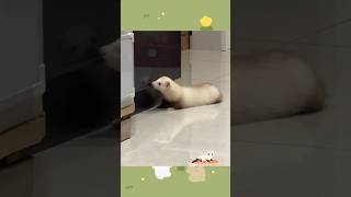 #animals #animal #cute #pets #funny #ferret #polecat #shortvideo #shortsvideo #shorts #short #fun