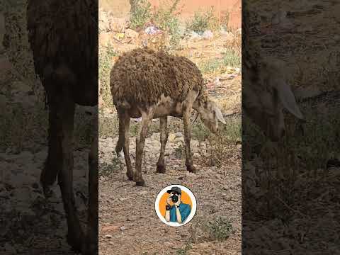 بحال هاد النعجة لي كتاكل من المزابل لا تجوز في الذبح بارطاجي أحلى متابعين التبوريدة مهرجان