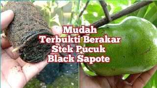 Cara Stek Pucuk Buah Black sapote // sawo hitam