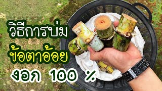 วิธีเพาะชำข้อตาอ้อย | เกษตรเดลิเวอรี่ by Thai Iq Plus EP.1