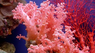 Matvey&Mia are growing coral jungles. Выращиваем коралловые джунгли