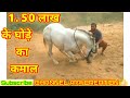 Horse dance  dharmu padhan horse  by yadav creation 