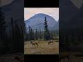 Driving BEAUTIFUL highways #Travel Canada #Banff to Jasper #Widlife #National Parks