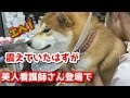 【京の柴犬】手術後、初の病院へ!恐怖でガタガタ震えていたのだが... 太郎の犬モノガタリ#176