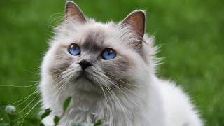 Facts about Cat's Whiskers