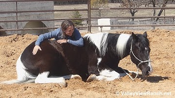 Buford***For info, price, etc., go to our website: ValleyViewRanch.net***