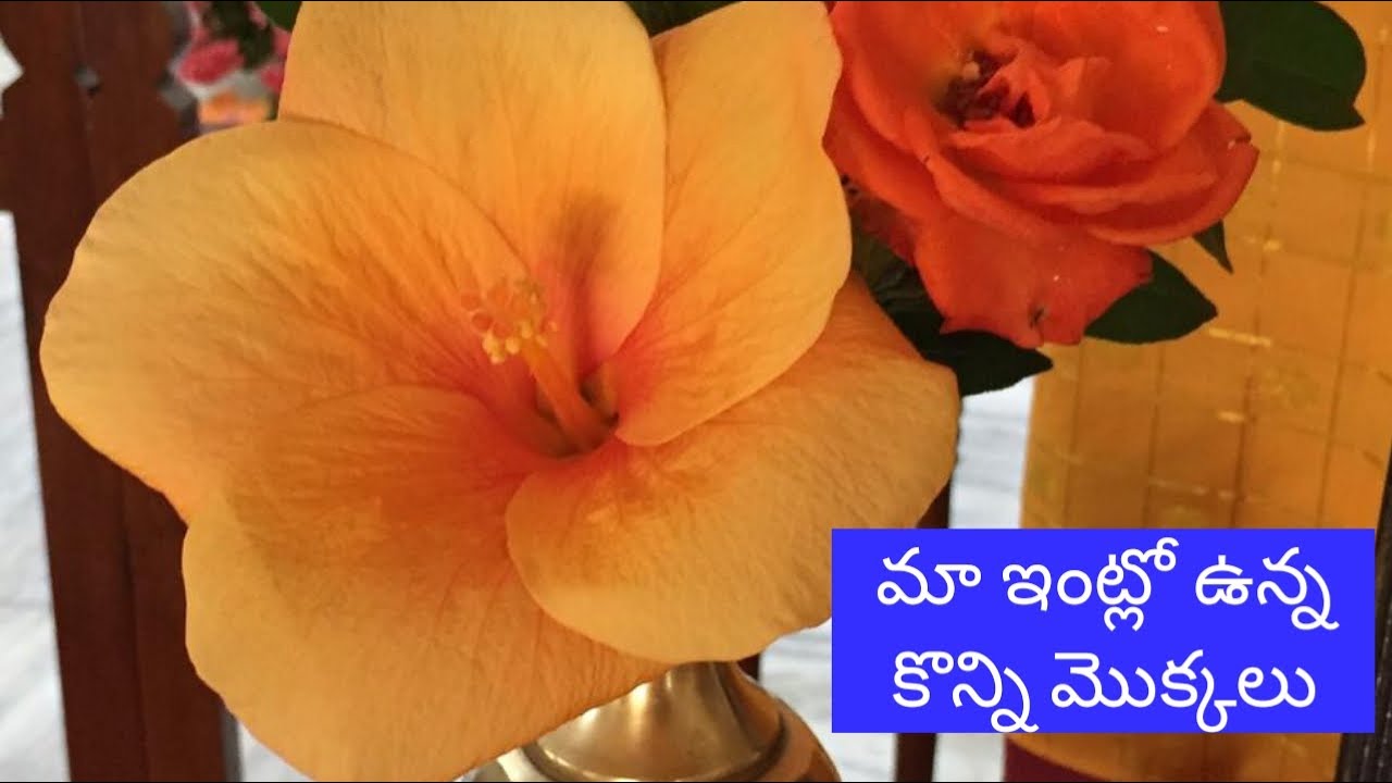 ❤️🙏 terrace garden ❤️🙏